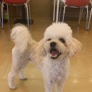 아띠라미 이미지