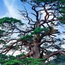 신비의소나무 앞 이미지