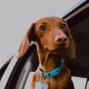 부평프라임동물병원 이미지