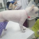 이성준동물병원 | 강아지 슬개골탈구 포메라니안 수술 후 관리