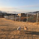 러브독애견카페 이미지