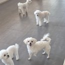 라인하트 애견호텔 유치원 이미지