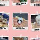 미니펫스쿨