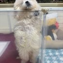 강아지사랑 | 성남강아지분양 ■사랑스러운 크림말티푸 설이, 돌봄 분양후기■