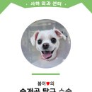 정직한 동물병원 | 슬개골 탈구 수술 - 호두 [ 사하동물병원 ]