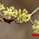 흔들리며 피는 꽃 이미지