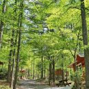 거창 항노화 힐링랜드 자연휴양림 이미지