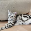 701아를고양이카페(cat in the art)