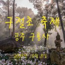 구절초-공주 구룡사 이미지