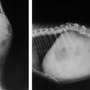 로잔동물의료센터 이미지
