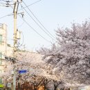 봄날-산책 이미지