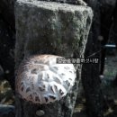 강순용명품버섯사랑
