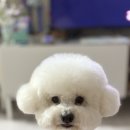 이바우펫애견미용학원 / 창원강아지무료미용 찐 리얼 후기♥