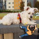 산책갈까? 이미지