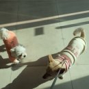 당당이 애견 이미지