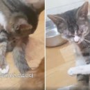 늘봄 그루밍 이미지