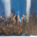 티지코리아 이미지