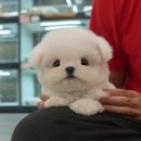 애견은 내친구 이미지