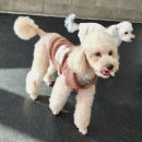 힐링힐링 반려견 교육 유치원 이미지