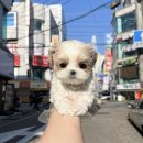 수 | 대전강아지분양, 리뷰와 후기가 증명하는 믿을 수 있는 곳