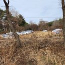 목상동 솔밭길 이미지