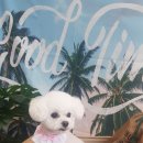 강아지미용실 이미지