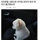 우리집강아지 이미지