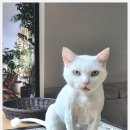 벤토냥 이미지