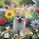 행복한 펫 살롱 이미지