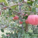 성기 농장 이미지