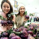 콜라비