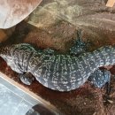 파충류카페 비비안 이미지