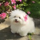 복슬 강아지 이미지