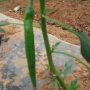 비둘기농장 이미지