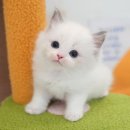 광주강아지분양 고양이분양 미유펫 본점 이미지