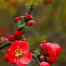 봄마중(2월에는) 이미지