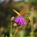 벌과나비 이미지