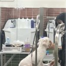 희망애견샵 | 애견뷰티샵 창업 마케팅 플레이스 관리하기부터 CRM까지