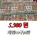 토마토금천
