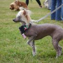 명랑도그 이미지