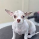 Grooming574 이미지