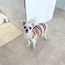 퍼피엔젤스 이미지