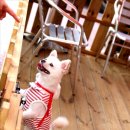 멍팔자 상팔자 이미지