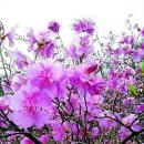 영장공원 이미지