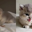 냥냥펀치 이미지