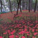 호수공원 축구장옆 이미지
