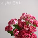 나빌레라플라워