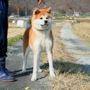 아키타 이미지