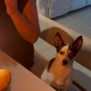 소담오향족발(본점) 이미지