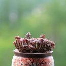 블루빈스 이미지